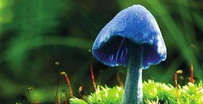 中國雙孢菇產(chǎn)業(yè)發(fā)展路在何方？