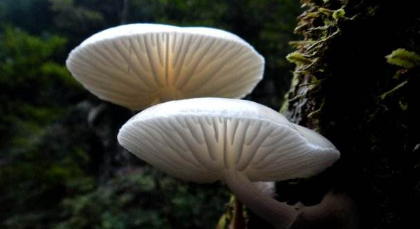 食用菌呈現(xiàn)出8種發(fā)展趨勢