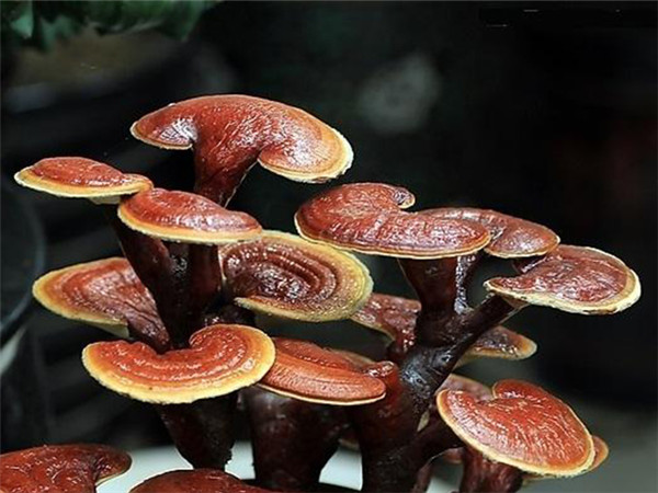 食用菌自然干制和人工干制區(qū)別